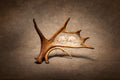 Fighting Moose (Full Moose Antler Carving)